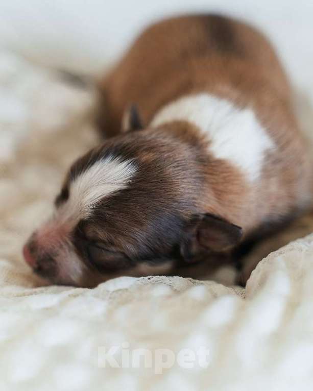 Собаки в Москве: Девочка (сука) с документами РКФ соболь триколор Девочка, 130 000 руб. - фото 3