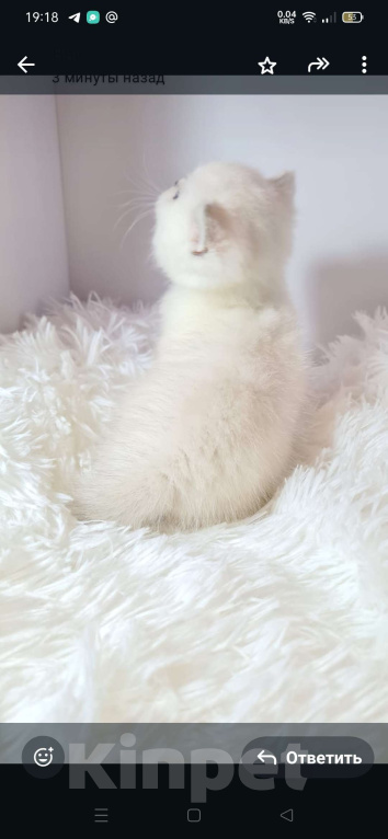 Кошки в Краснодаре: Продаю котят серебряной шотландской шиншиллы  Мальчик, 35 000 руб. - фото 6