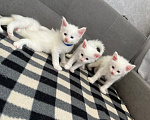 Кошки в Томске: Котята Мейн-кун Разнополые, 15 000 руб. - фото 5