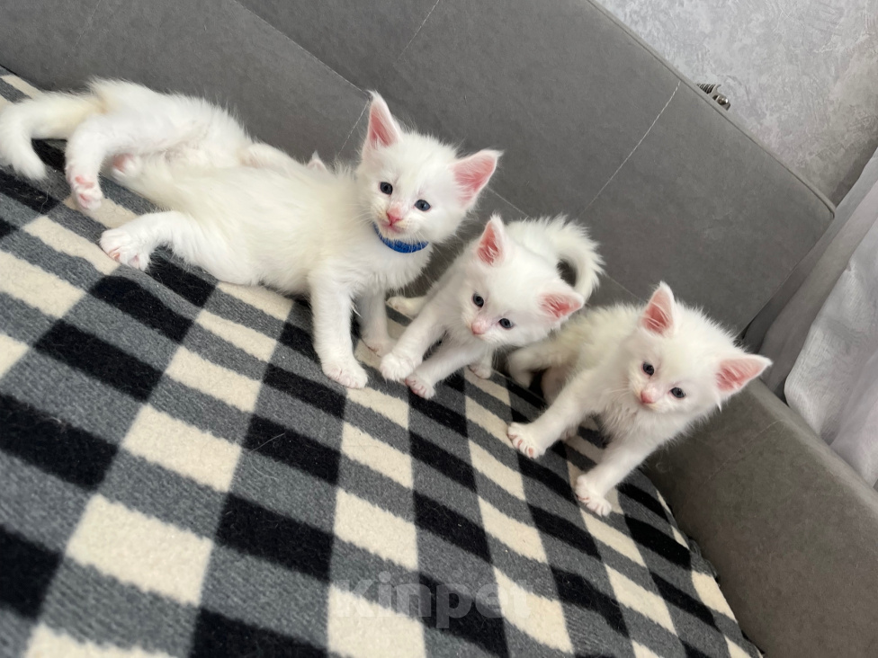 Кошки в Томске: Котята Мейн-кун Разнополые, 15 000 руб. - фото 5