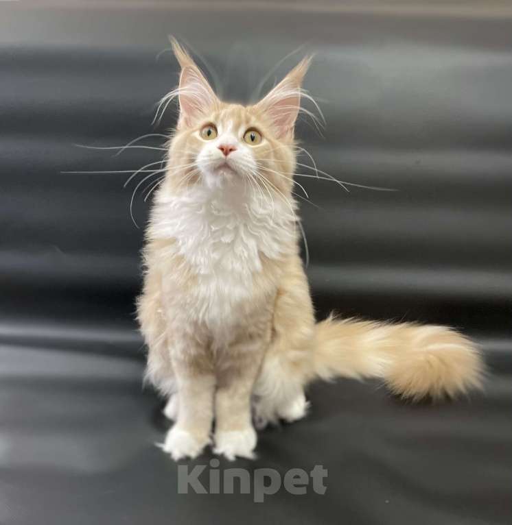 Кошки в Артеме: Девочка порода мейн кун Девочка, 50 000 руб. - фото 3