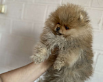 Собаки в Улане-Удэ: Мальчик померанского шпица Мальчик, 50 000 руб. - фото 4