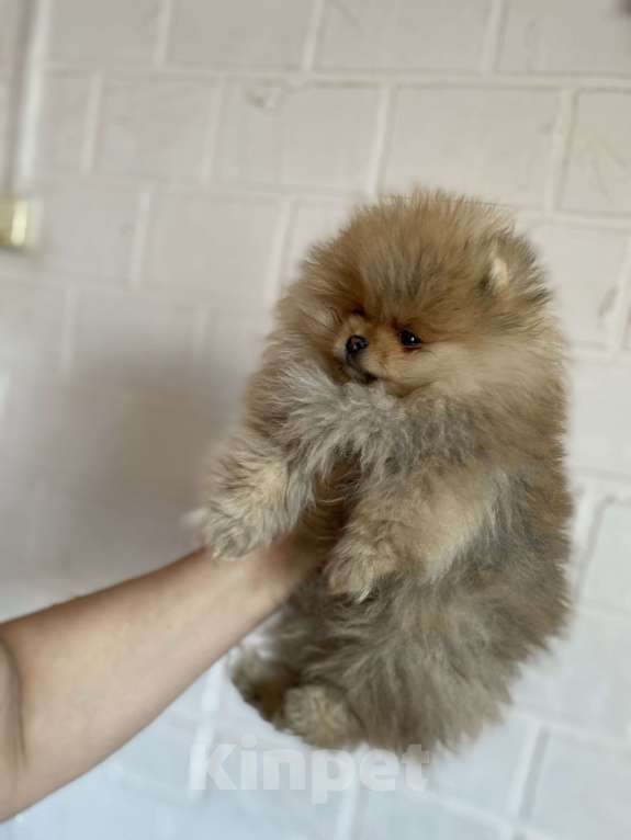Собаки в Улане-Удэ: Мальчик померанского шпица Мальчик, 50 000 руб. - фото 4