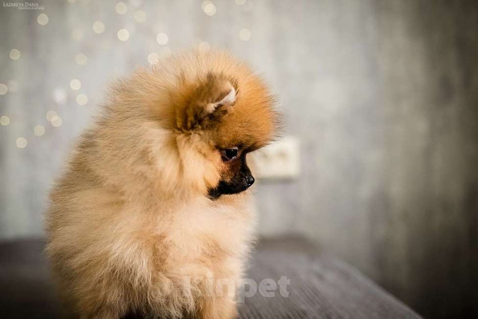 Собаки в Москве: Щенки немецкого шпица (малого) Мальчик, 60 000 руб. - фото 4