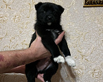Собаки в Омске: Щенки западно сибирской лайки  Мальчик, 2 000 руб. - фото 2