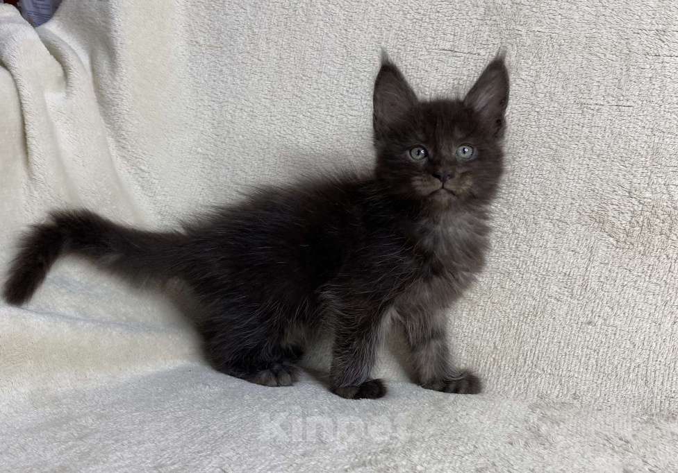 Кошки в Дмитрове: Черный дымчатый мальчик мейн кун Richard Мальчик, 60 000 руб. - фото 1