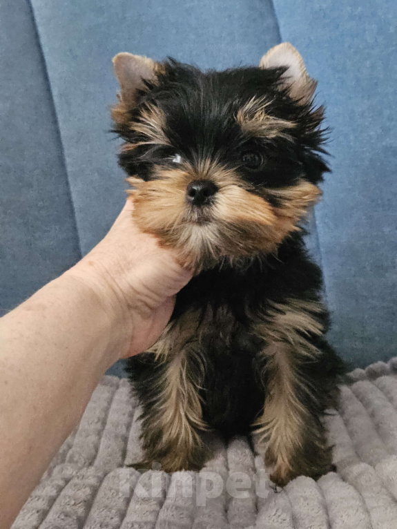 Собаки в Москве: Мальчик йорка Мальчик, 40 000 руб. - фото 2