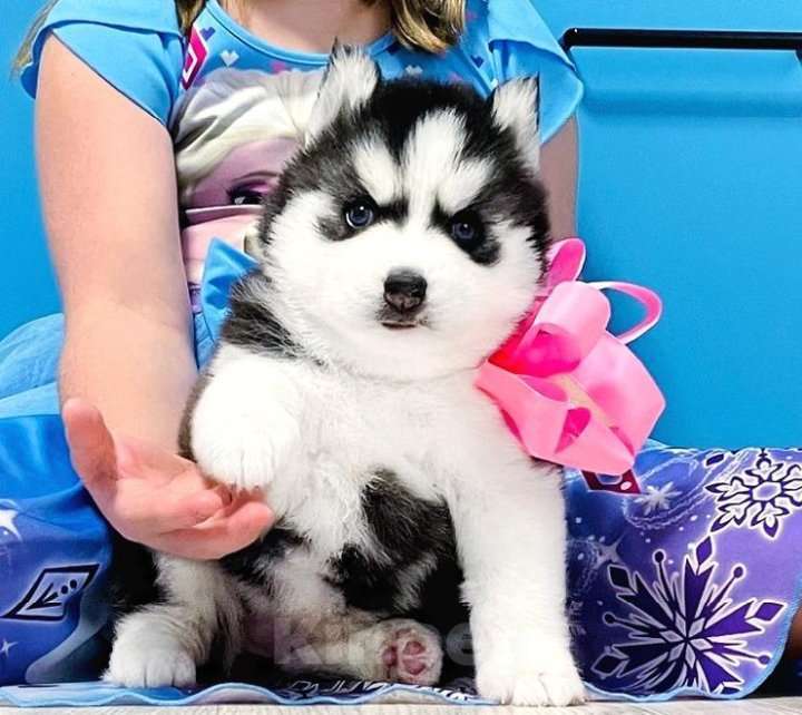 Собаки в Тамбове: Хаски Щенки Разных окрасов Разнополые, Бесплатно - фото 1