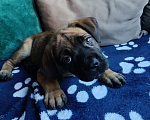 Собаки в других городах Краснодарского края: Кане-Корсо, щенок Девочка, 20 000 руб. - фото 4