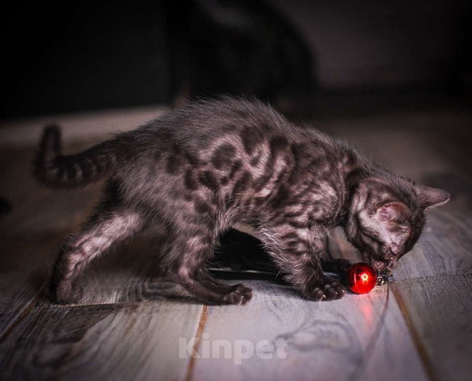 Кошки в Москве: Черный бенгал пантерка Девочка, 60 000 руб. - фото 1