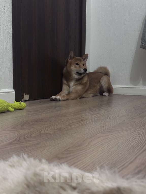 Собаки в Москве: Щенок сиба ину Мальчик, 35 000 руб. - фото 1
