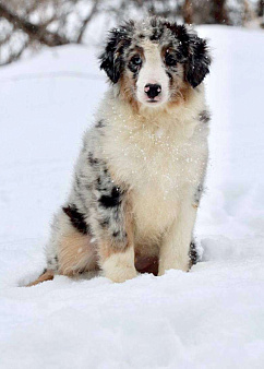 Мальчик, мини-аусси