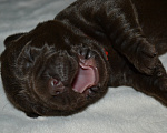 Собаки в Воронеже: Щенок лабрадора Мальчик, 60 000 руб. - фото 1