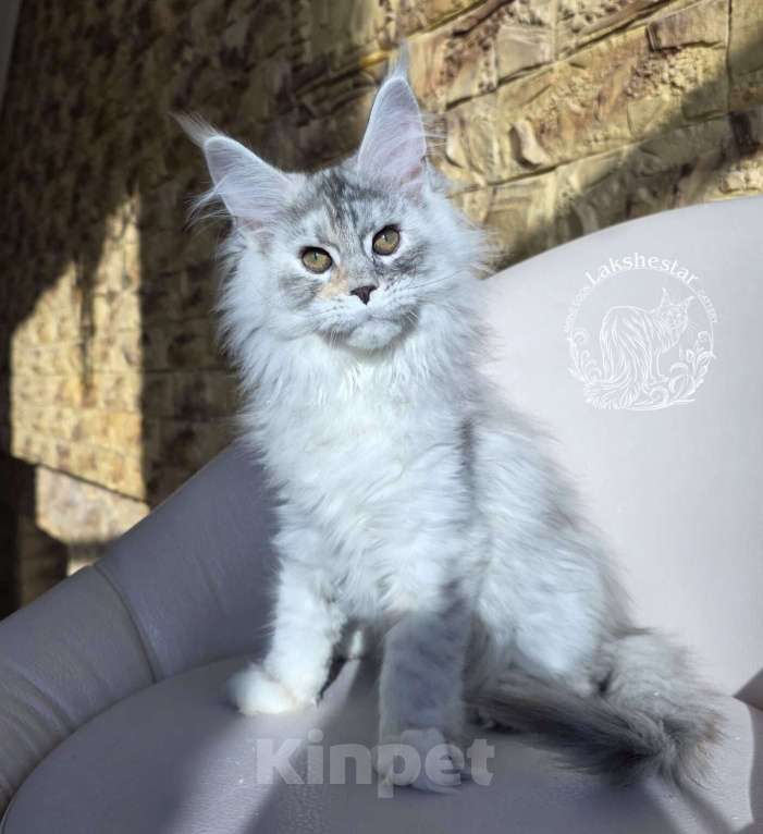 Кошки в Москве: Котенок мейн кун Девочка, 180 000 руб. - фото 1