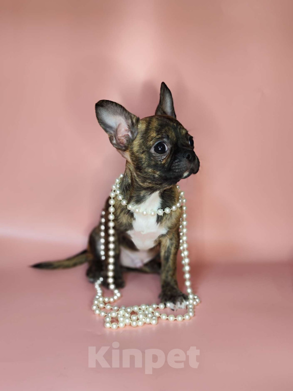 Собаки в Красногорске: Мальчик чихуахуа бейби фейс Мальчик, 20 000 руб. - фото 2