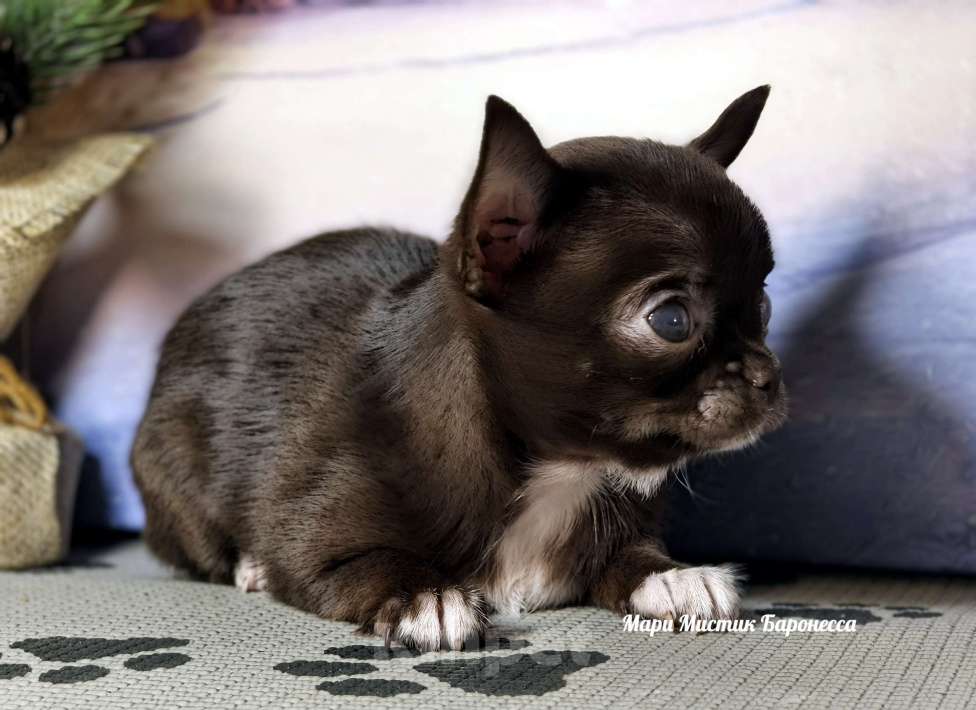 Собаки в Санкт-Петербурге: Супер мини Баронесса шоколадного окраса чихуахуа Девочка, 150 000 руб. - фото 2