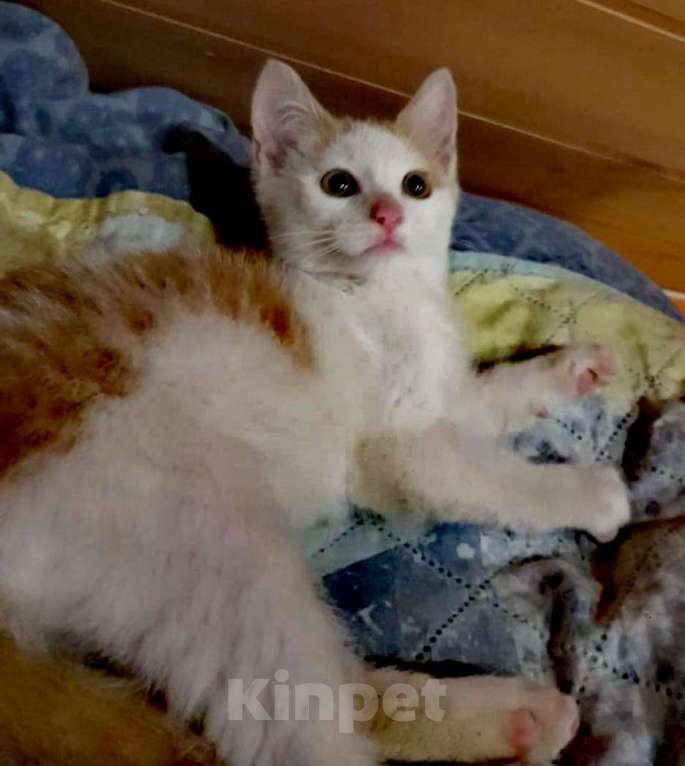 Кошки в Москве: солнечный котенок Лучик ищет срочно семью Мальчик, Бесплатно - фото 1