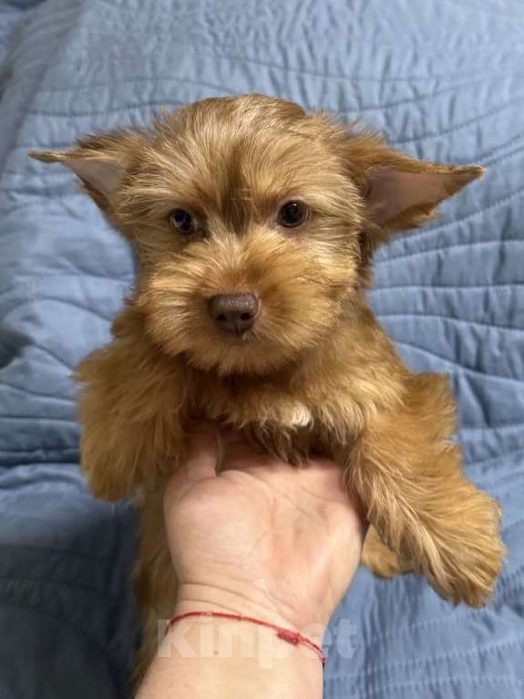 Собаки в Жуковском: Очаровательные щенки цветного йорка Мальчик, 15 000 руб. - фото 2