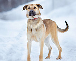 Собаки в Балашихе: Рыжее солнышко ищет свой дом Мальчик, Бесплатно - фото 1