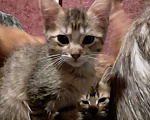 Кошки в Чебоксарах: Девочка 2.5 мес Девочка, 3 000 руб. - фото 3
