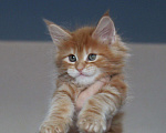 Кошки в Добрянке: Мейн кун, 40 000 руб. - фото 2