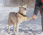 Собаки в Москве: Пес-компаньон Амур ищет дом! Мальчик, 10 руб. - фото 7