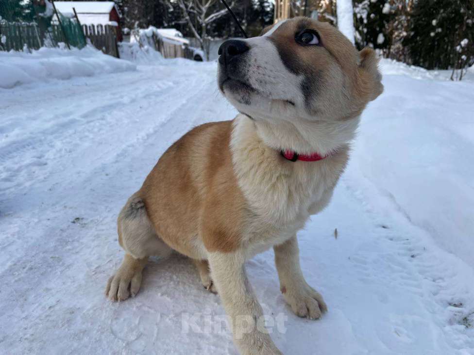 Собаки в Санкт-Петербурге: Щенок ищет дом Девочка, Бесплатно - фото 4