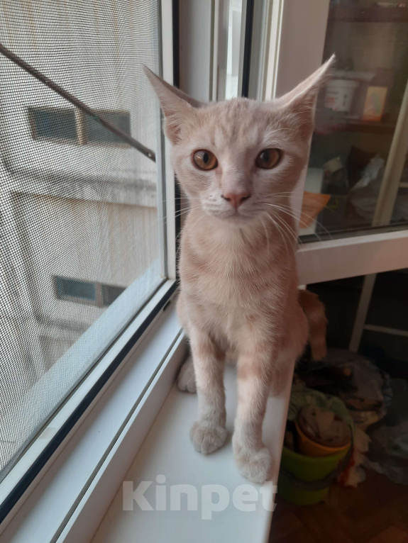 Кошки в Севастополе: Котенок в добрые руки Мальчик, Бесплатно - фото 2