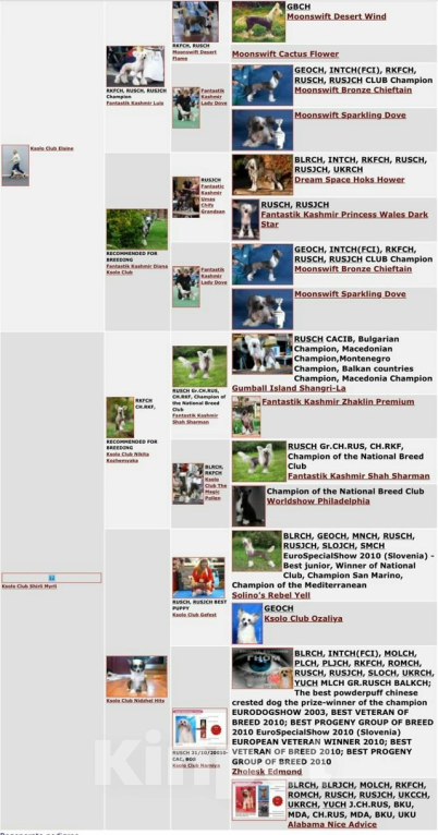 Собаки в Красногорске: Голый кобель щенок китайская хохлатая Мальчик, 40 000 руб. - фото 2