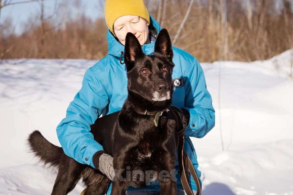Собаки в Москве: Рада ищет свой дом Девочка, Бесплатно - фото 9