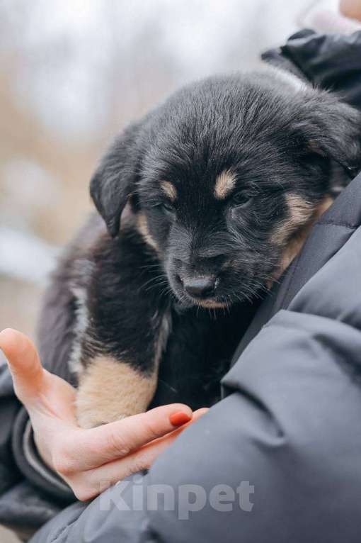 Собаки в Москве: Бакки Мальчик, Бесплатно - фото 4
