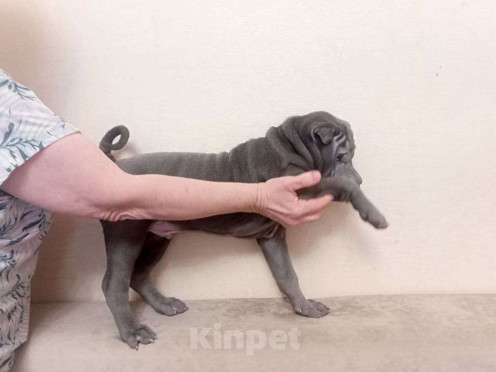 Собаки в Омске: Шарпей, Щенок Мальчик, Бесплатно - фото 2