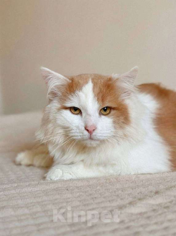 Кошки в Балашихе: Пафнутий в добрые руки Мальчик, Бесплатно - фото 3