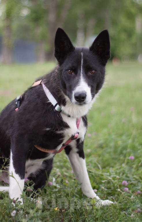 Собаки в Москве: Собака в добрые руки из приюта Девочка, Бесплатно - фото 5