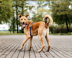 Собаки в Москве: Собака в добрые руки. Собака ищет дом. Мальчик, Бесплатно - фото 5