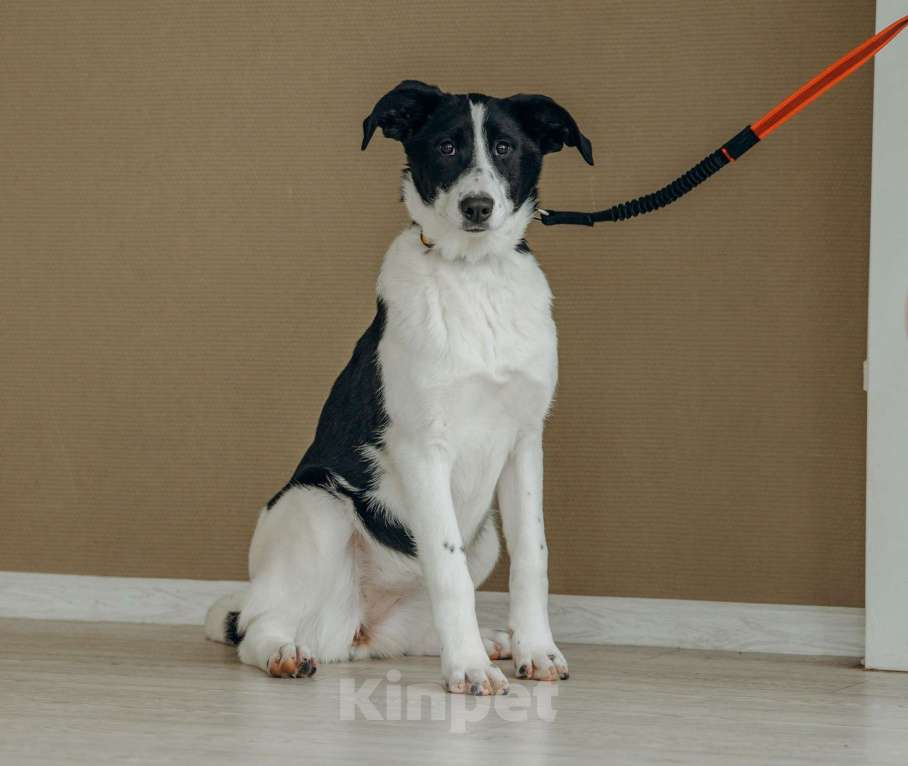 Собаки в Москве: Щенок в Москве бесплатно Девочка, Бесплатно - фото 10