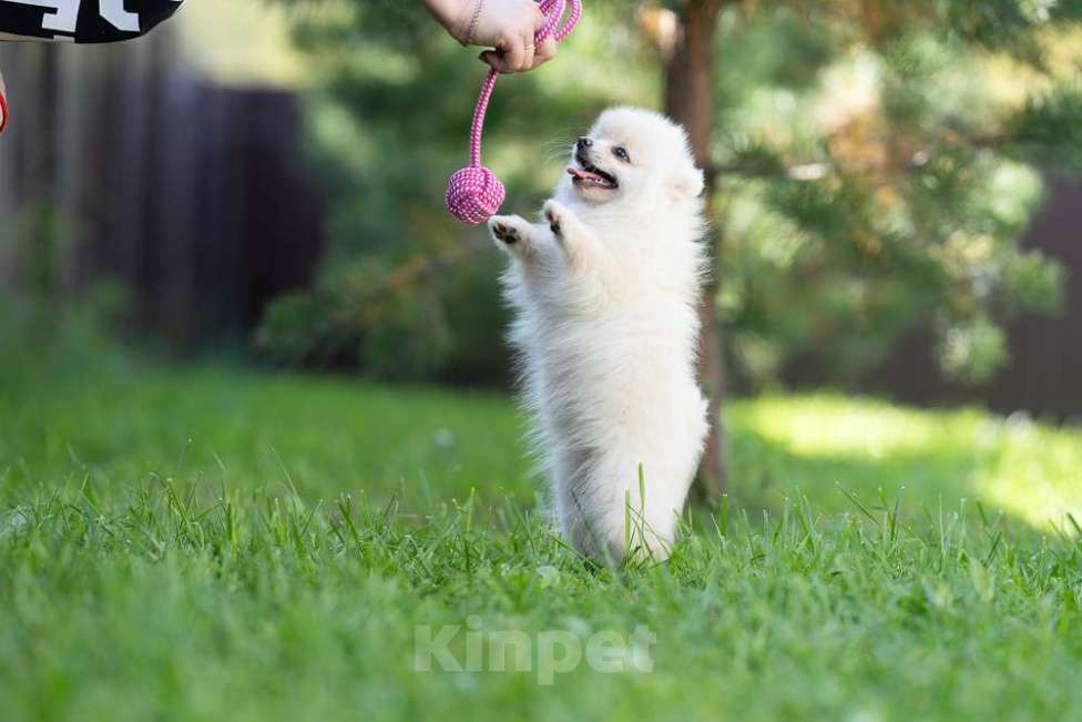 Собаки в других городах Московской области: Девочка Тоша Девочка, 35 000 руб. - фото 10