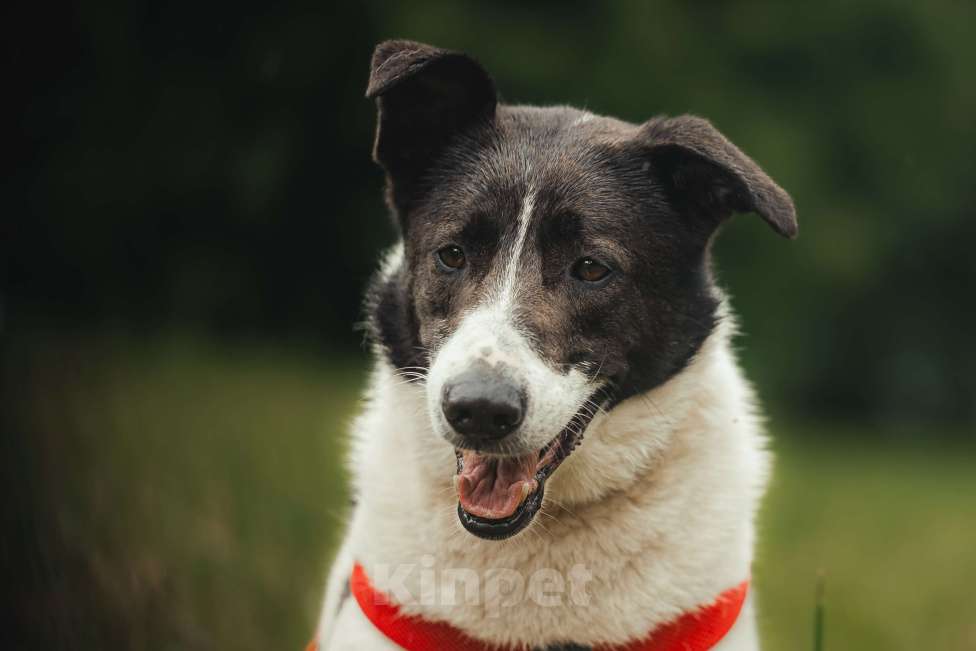 Собаки в Москве: Элли ищет дом Девочка, Бесплатно - фото 6