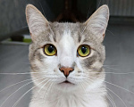 Кошки в Уфе: Очаровательный Филя Мальчик, 500 руб. - фото 1