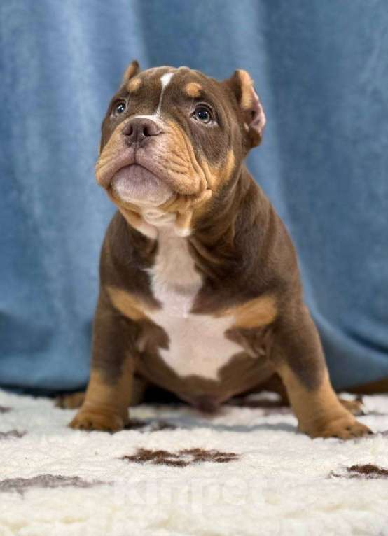 Собаки в Санкт-Петербурге: Продажа Мальчик, 100 000 руб. - фото 1