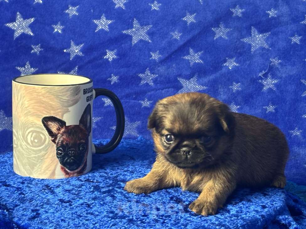 Собаки в Москве: Рыжая девочка пти брабансон Девочка, 80 000 руб. - фото 2