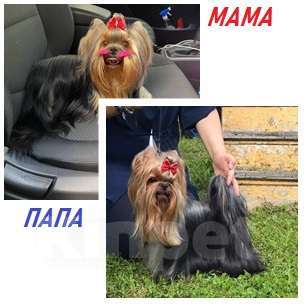 Собаки в Москве: Йоркширский сладкий курносик Синабон РКФ Мальчик, 55 000 руб. - фото 10