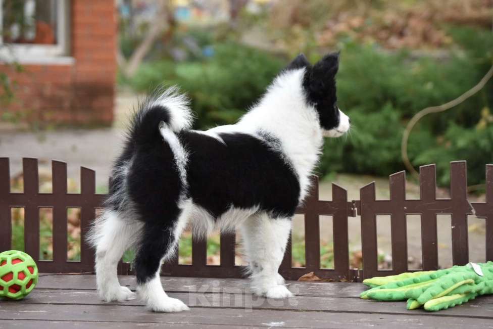 Собаки в Москве: Ненецкая оленегонная лайка, сука Дакота. Девочка, 60 000 руб. - фото 2