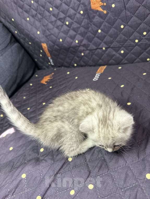 Кошки в Москве: Котенок скотиш страйт  Мальчик, 8 000 руб. - фото 2