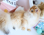 Кошки в Владивостоке: Британский длинношерстный котенок Мальчик, 100 000 руб. - фото 5