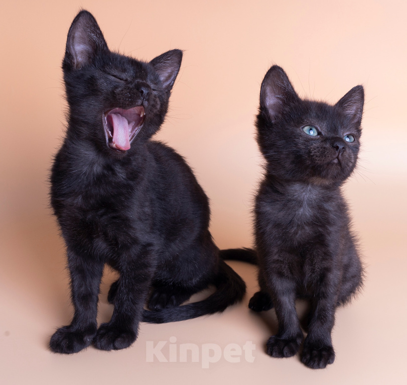Кошки в Москве: Котята в добрые руки Девочка, Бесплатно - фото 5