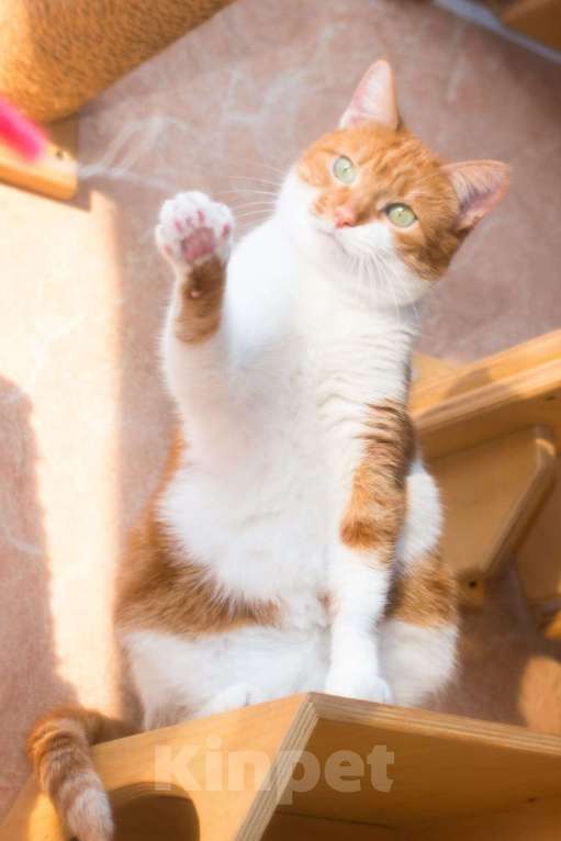 Кошки в Москве: Яркая нежная кошечка Гуля 3 года в приюте  Девочка, Бесплатно - фото 3