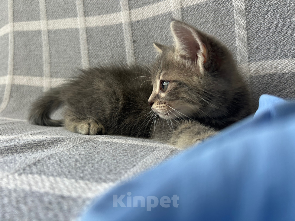 Кошки в Армавире: котенок европейской коротношерстной Мальчик, 5 000 руб. - фото 2