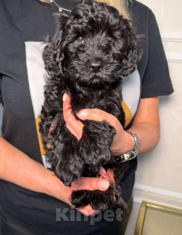 Собаки в Красногорске: Мальтипу мальчик Мальчик, 60 000 руб. - фото 2