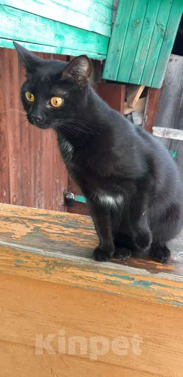 Кошки в Ульяновске: Отдам в заботливые ручки кошечку. Девочка, Бесплатно - фото 3